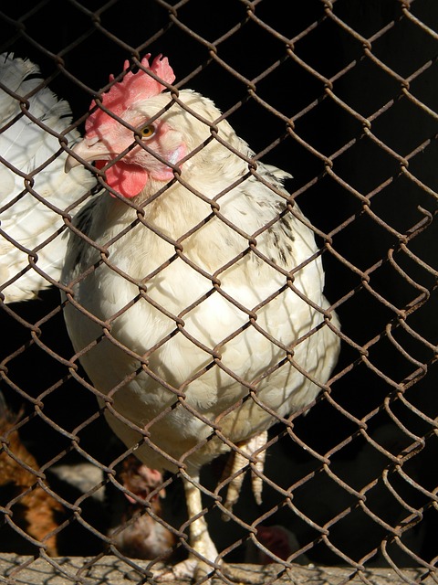 乡村文化深 乡村文化深